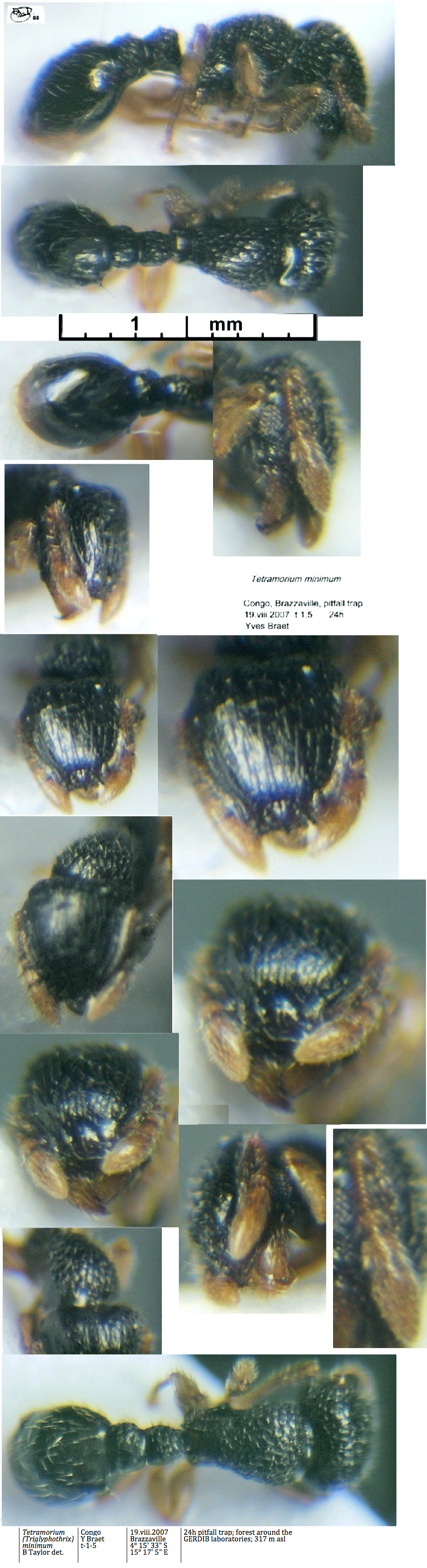 {Tetramorium minimum}