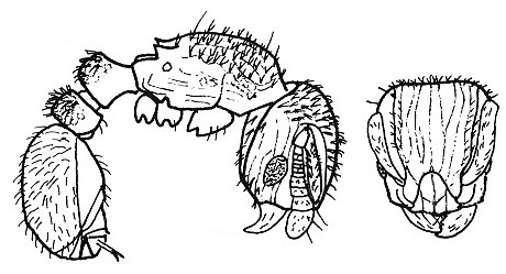 {Tetramorium minimum}