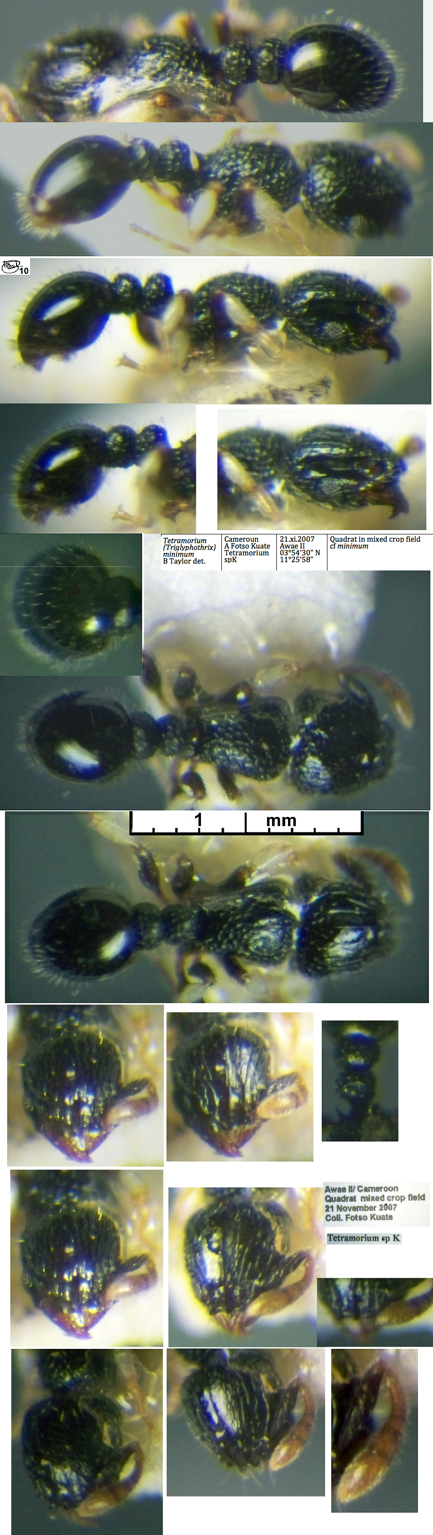 {Tetramorium minimum}