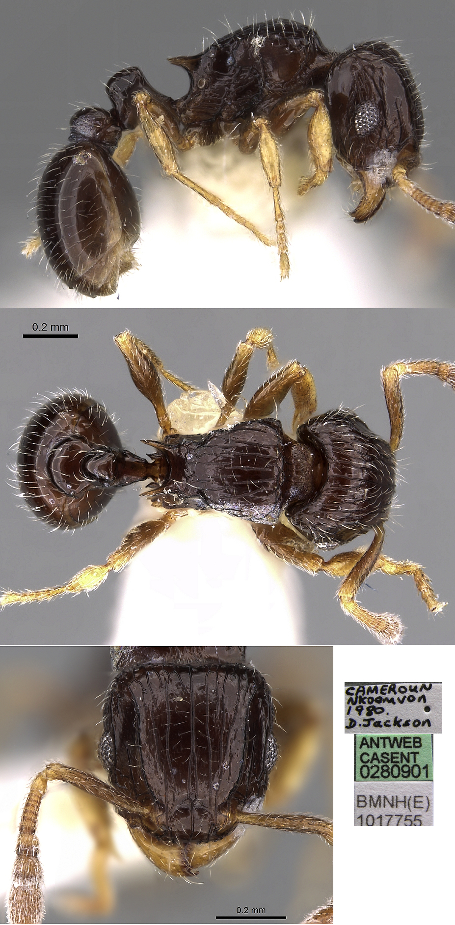 {Tetramorium minisculum}