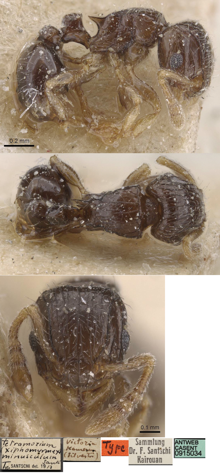 {Tetramorium minisculum}