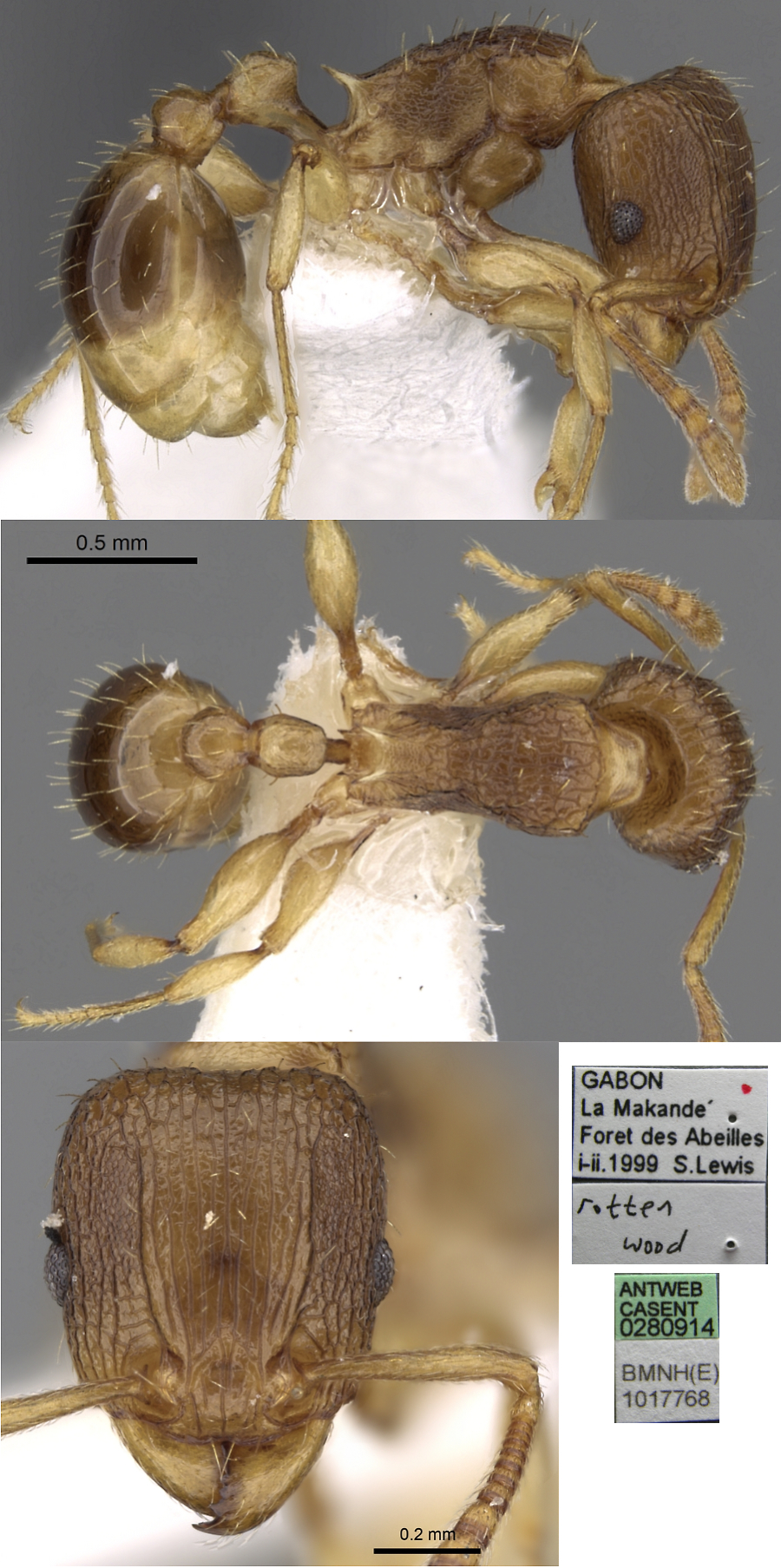 {Tetramorium miserabile}