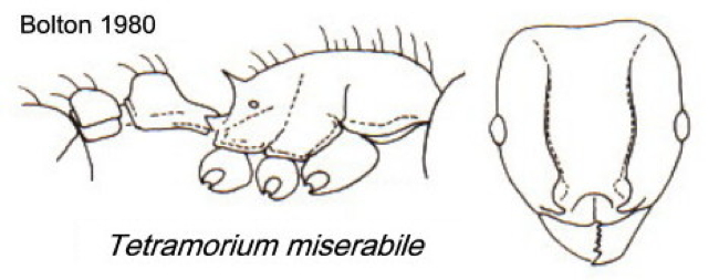 {Tetramorium miserabile}