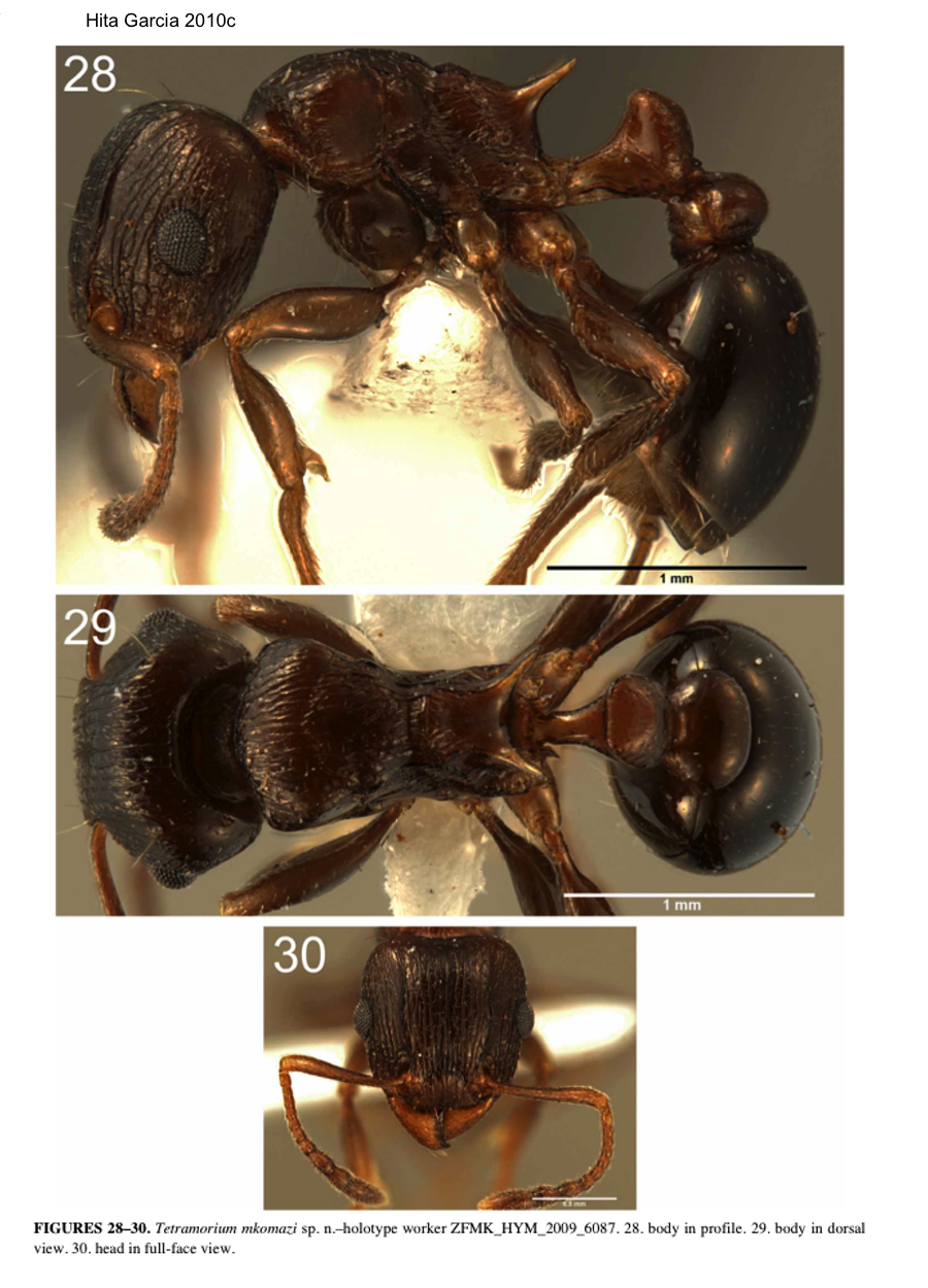 {Tetramorium mkomazi}