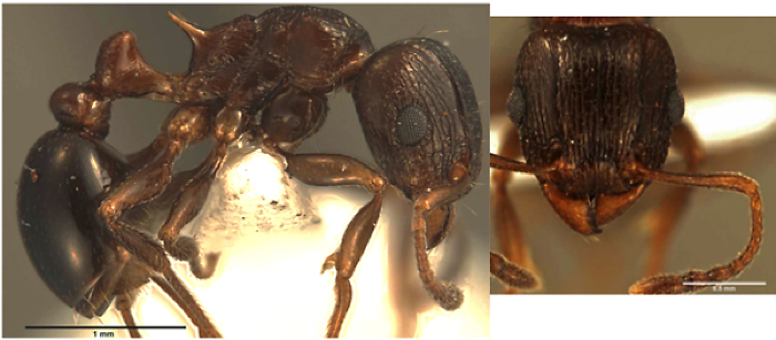 {Tetramorium mkomazi - copyright prevented}