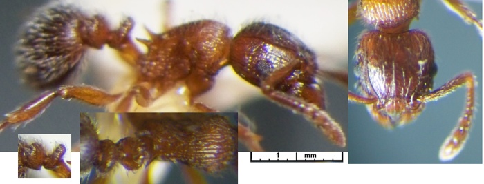 {Tetramorium monardi}