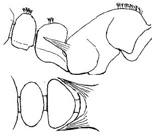 {Tetramorium monardi}