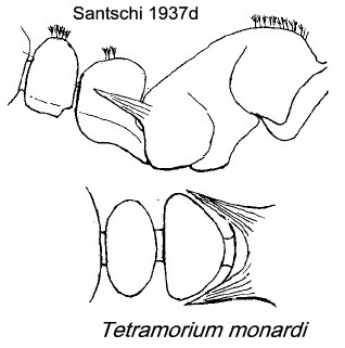 {Tetramorium monardi}