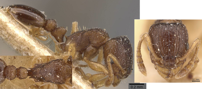 Tetramorium mossanedense