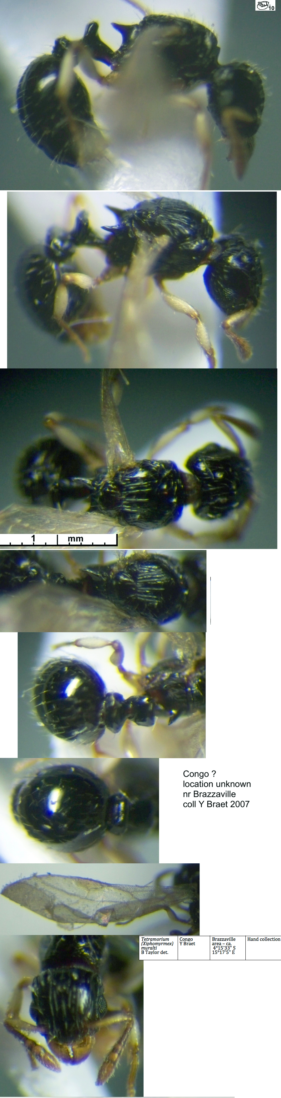 {Tetramorium muralti alate queen}