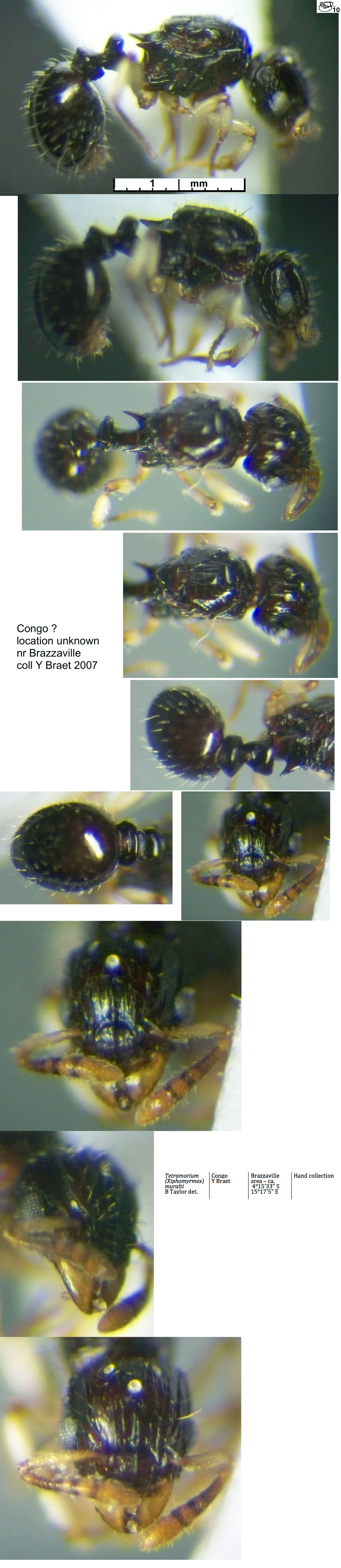 {Tetramorium muralti dealate queen}