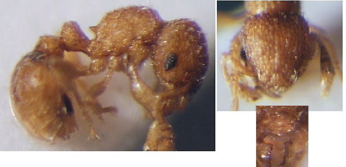 {Tetramorium muscorum}