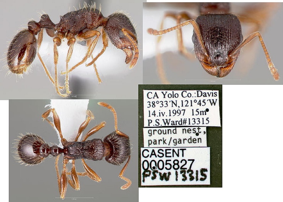 {Tetramorium caespitum s.s.}