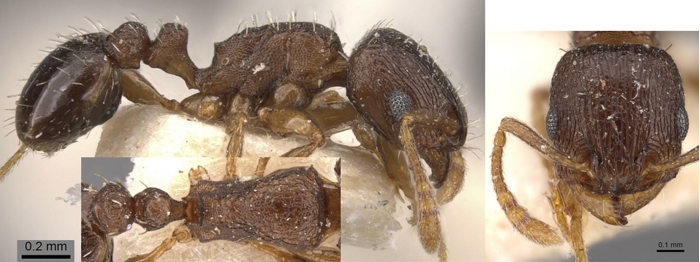 Tetramorium nefassitense