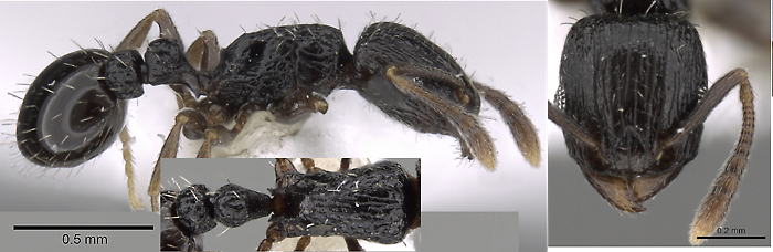 Tetramorium nigrum