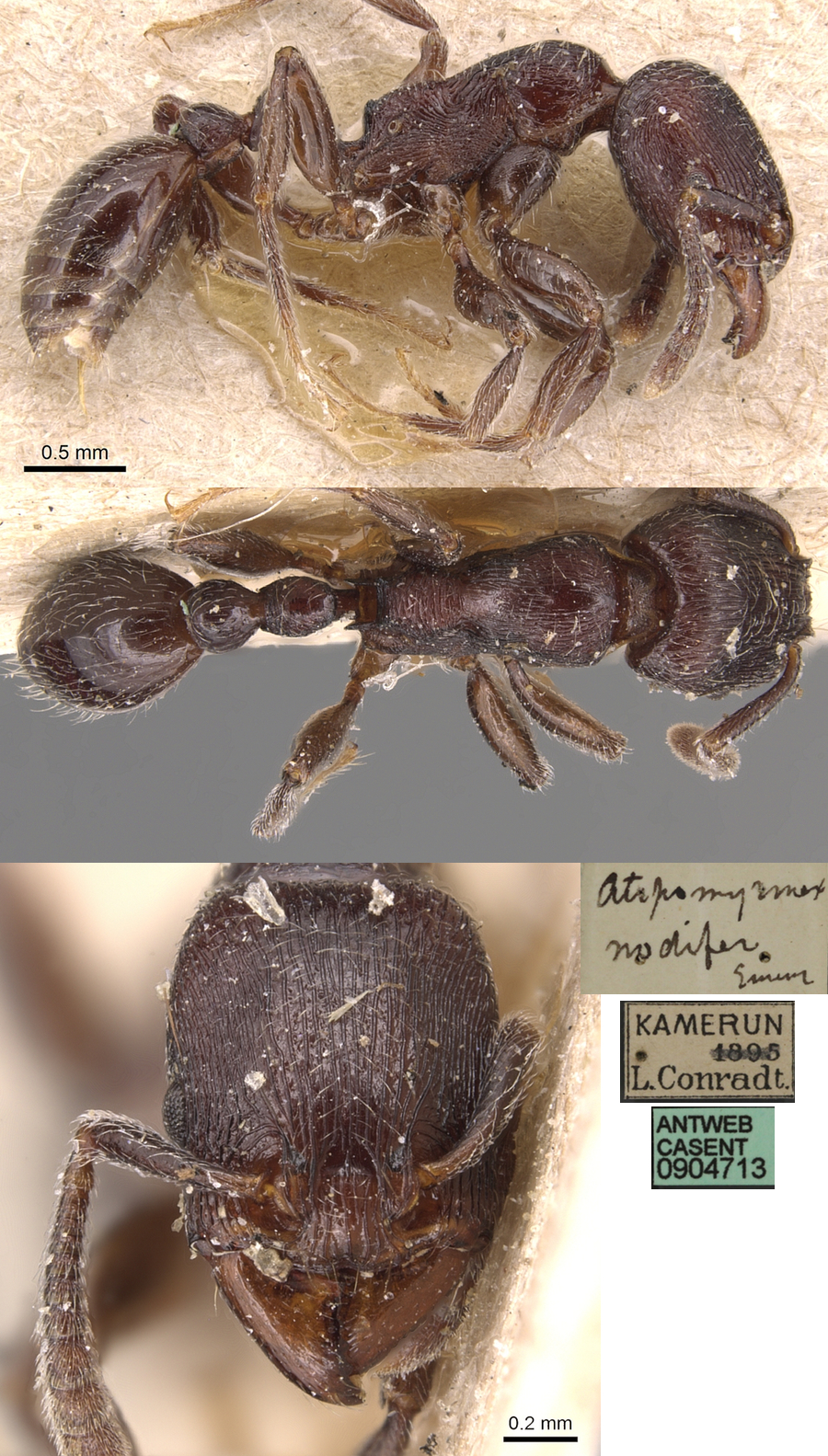 {Tetramorium nodiferum}