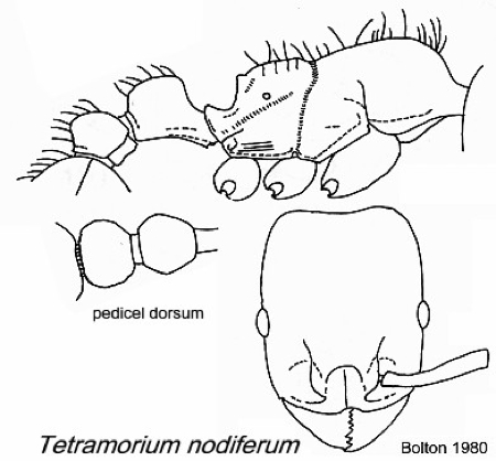 {Tetramorium nodiferum}