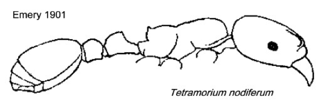 {Tetramorium nodiferum}