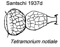 {Tetramorium notiale}