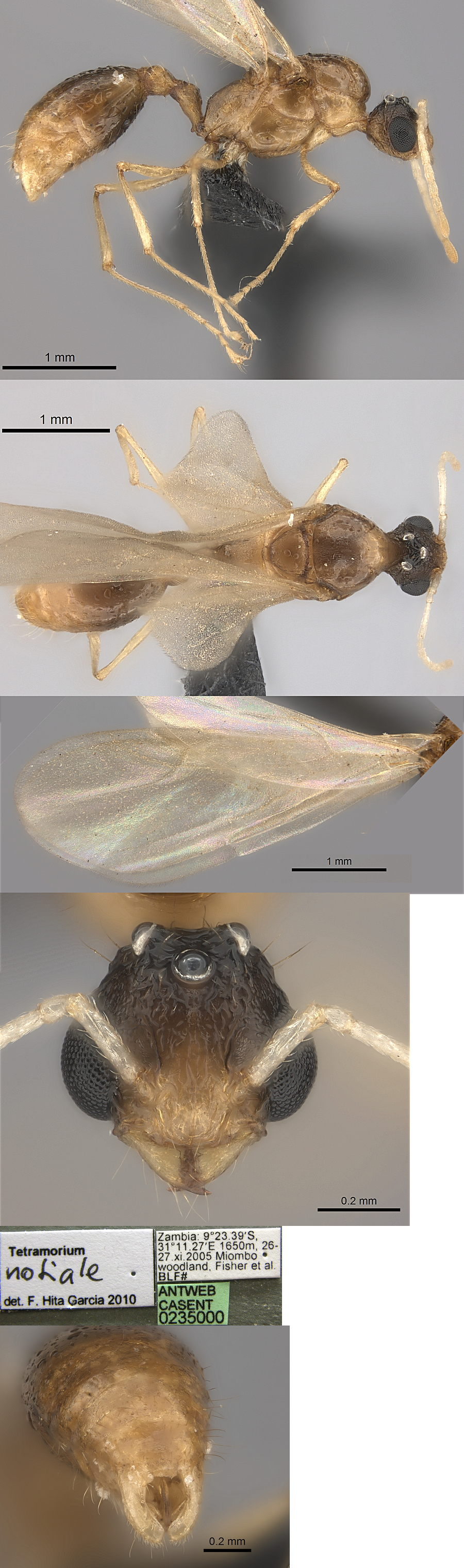 {Tetramorium notiale male}