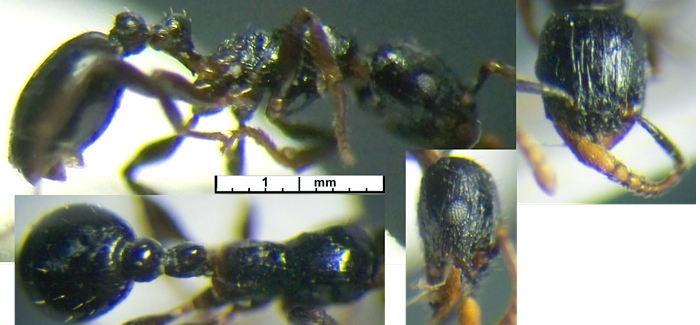 Tetramorium Cameroun nsp fk um54