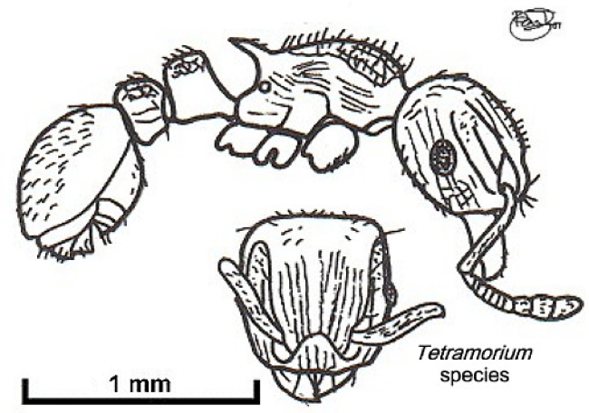 {Tetramorium nsp Congo}