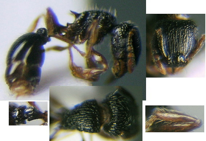 {Tetramorium zapyrum}