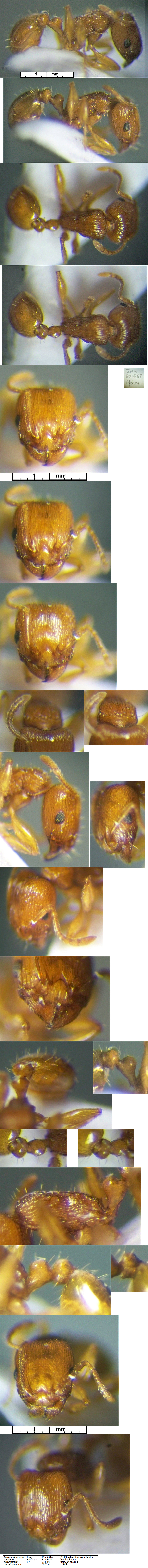 {Tetramorium nsp iran}