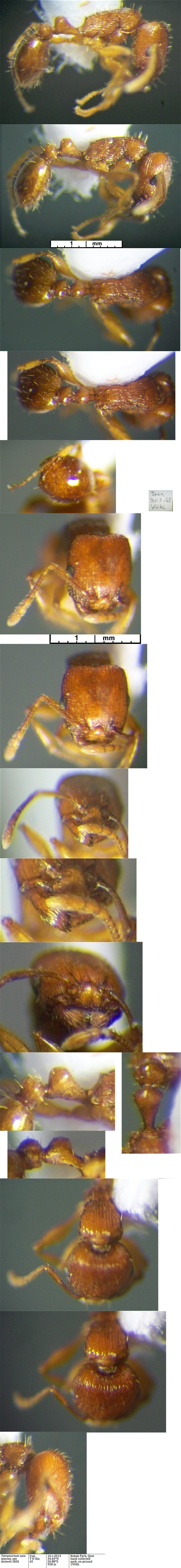 {Tetramorium nsp iran}