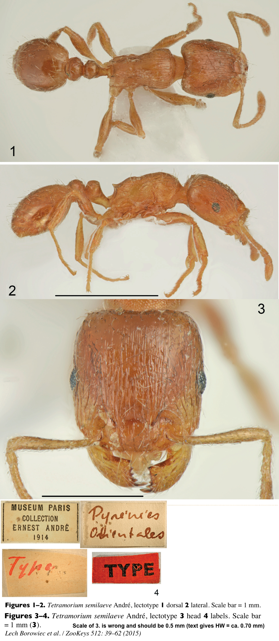 Tetramorium semilaeve