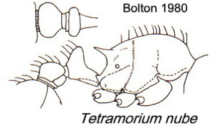 {Tetramorium nube}