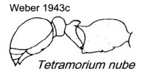 {Tetramorium nube}