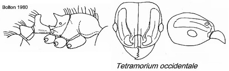 {Tetramorium occidentale}