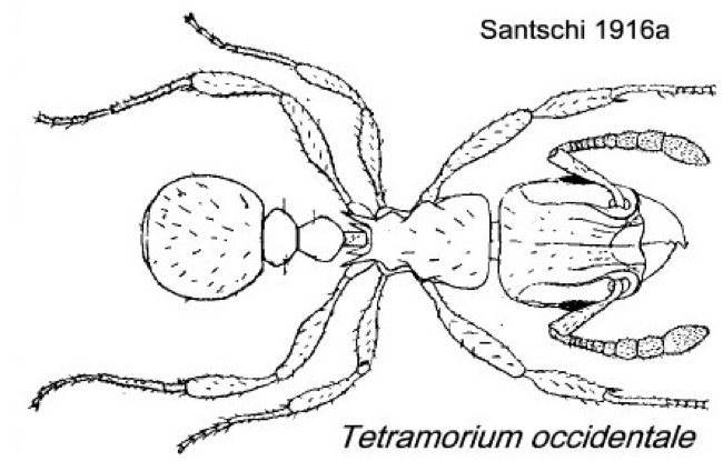 {Tetramorium occidentale}