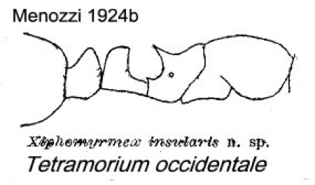 {Tetramorium occidentale insularis}