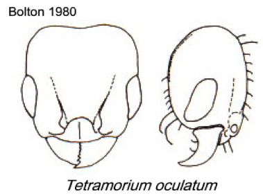 {Tetramorium oculatum}