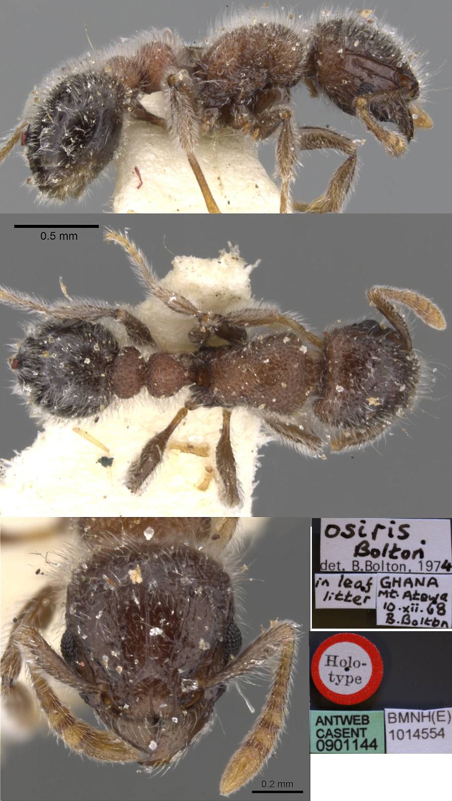 {Tetramorium osiris}