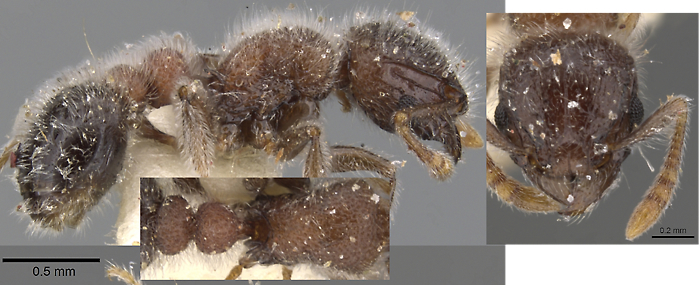 {Tetramorium osiris}