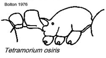 {Tetramorium osiris}