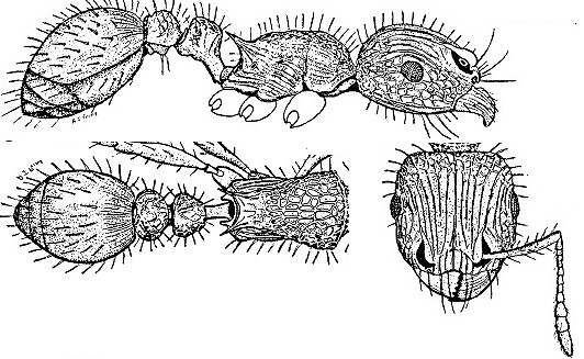 {Tetramorium peringueyi}