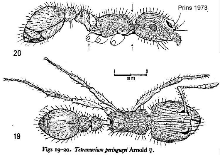 {Tetramorium peringueyi}