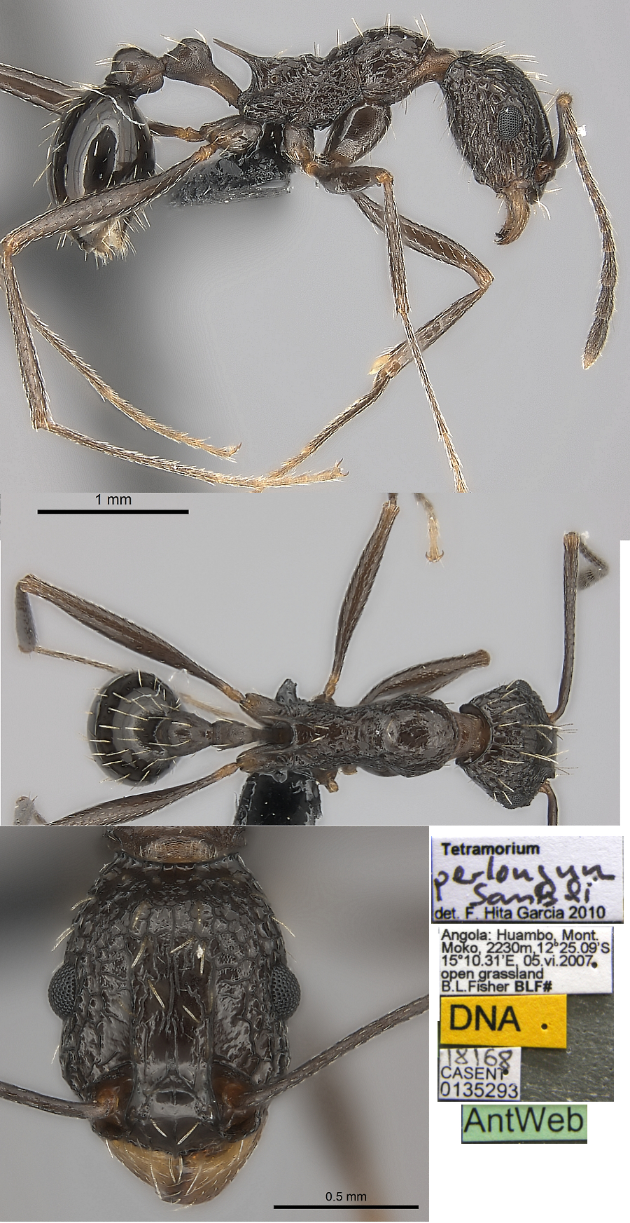 {Tetramorium perlongum}