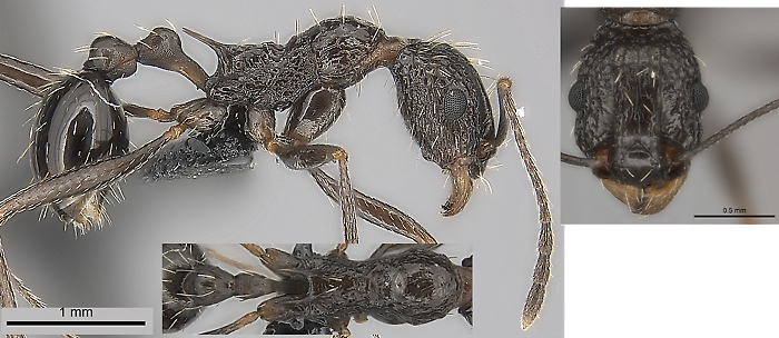 {Tetramorium perlongum}