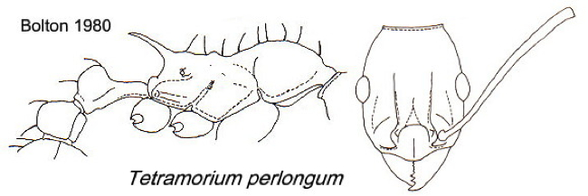 {Tetramorium perlongum}