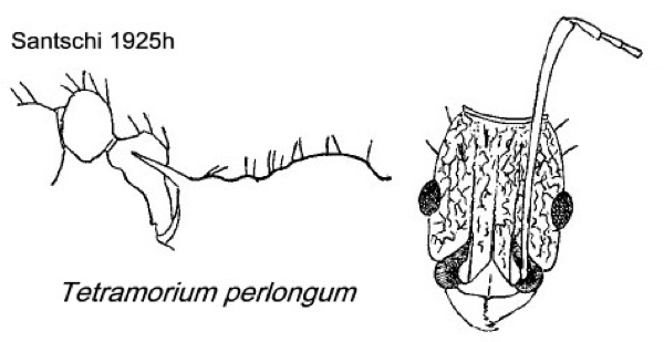 {Tetramorium perlongum}