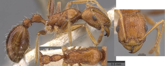 Tetramorium petersi