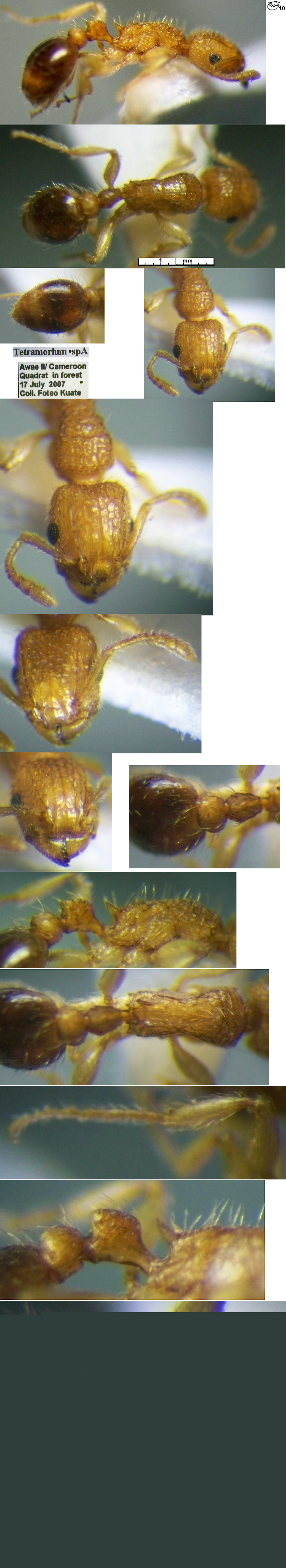 {Tetramorium peutli}