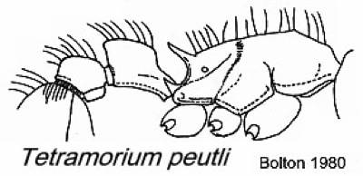 {Tetramorium peutli}