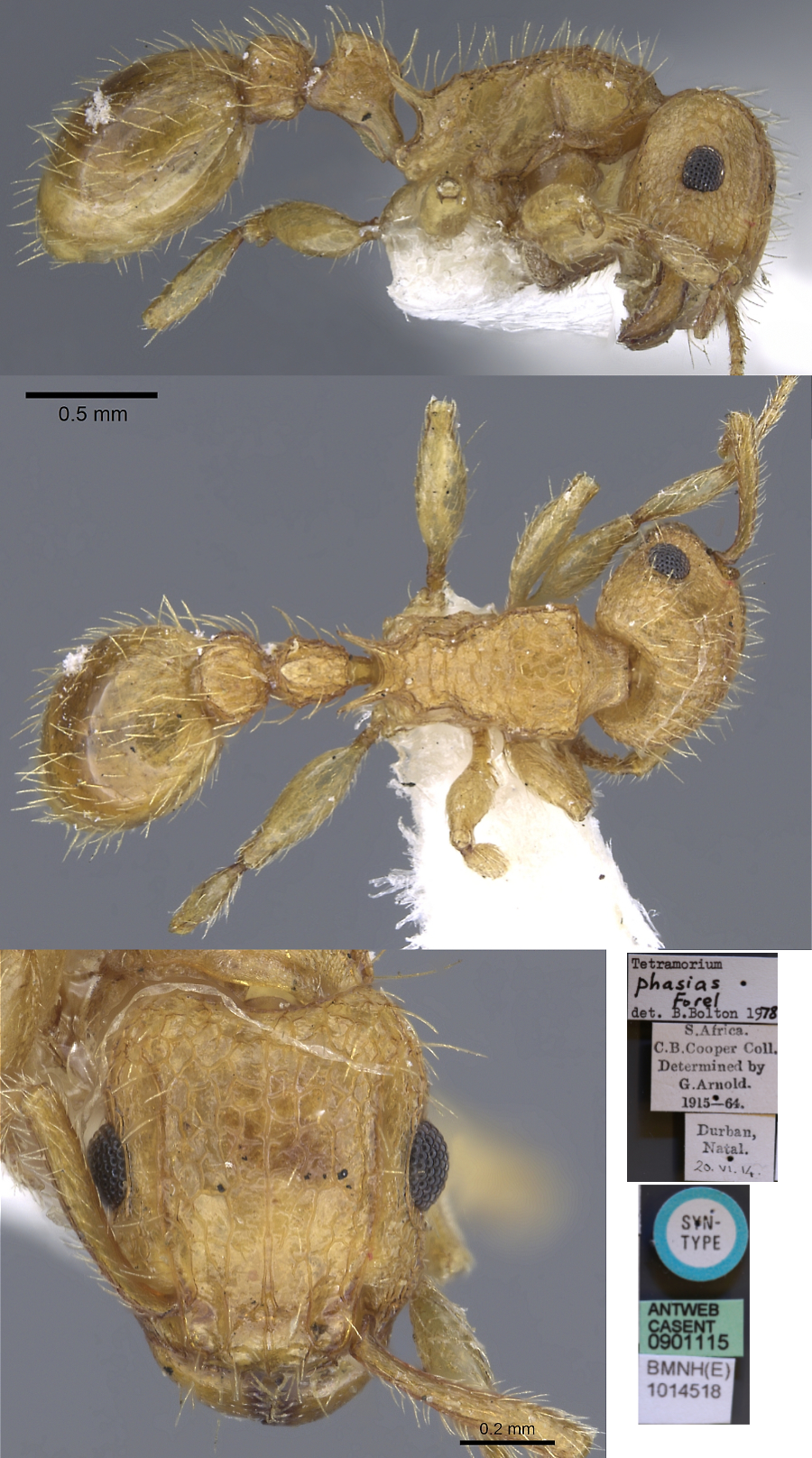 {Tetramorium phasias}