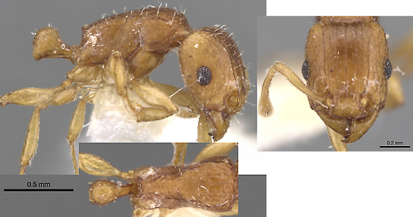 Tetramorium pialtum